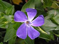 Pervenche (2) (Photo F. Mrugala)